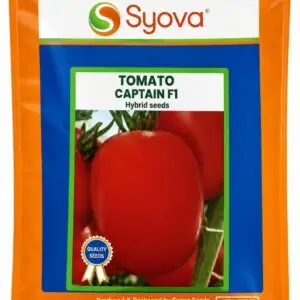 Captain F1 Tomato -1000 Seeds